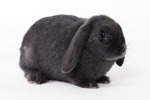 rabbit-694919_640